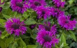Bee-You Bee Free Bee Balm (Monarda) - 1 Gallon Pot -FRUIT TREES & PLANTS Sales monarda hybrid bee free bee balm 9
