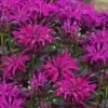 Rockin' Raspberry Bee Balm (Monarda) - 1 Gallon Pot -FRUIT TREES & PLANTS Sales monarda sugar buzz rockin raspberry bee balm 1