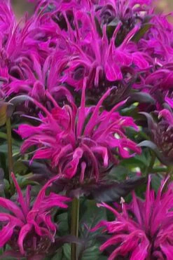 Rockin' Raspberry Bee Balm (Monarda) - 1 Gallon Pot -FRUIT TREES & PLANTS Sales monarda sugar buzz rockin raspberry bee balm 20