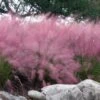 Pink Muhly Grass (Cotton Candy Grass) - 32 Pack Of 1 Gallon Pots 2 Pink Muhly Grass (Cotton Candy Grass) - 32 Pack Of 1 Gallon Pots -FRUIT TREES & PLANTS Sales muhlenbergia capillaris pink muhly cotton candy grass 202 1