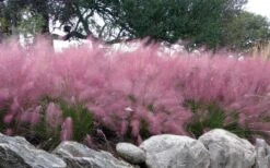 Pink Muhly Grass (Cotton Candy Grass) - 16 Pack Of 1 Gallon Pots -FRUIT TREES & PLANTS Sales muhlenbergia capillaris pink muhly cotton candy grass 204 2