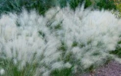 White Cloud Muhly Grass - 6 Pack Of 1 Gallon Pots 15 White Cloud Muhly Grass - 6 Pack Of 1 Gallon Pots -FRUIT TREES & PLANTS Sales muhlenbergia capillaris white cloud muhly grass 102
