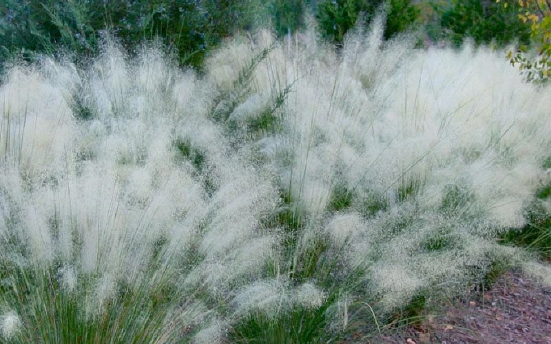 White Cloud Muhly Grass - 6 Pack Of 1 Gallon Pots 8 White Cloud Muhly Grass - 6 Pack Of 1 Gallon Pots - Image 6