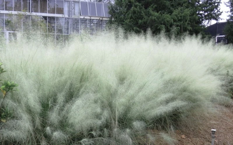 White Cloud Muhly Grass - 6 Pack Of 1 Gallon Pots 9 White Cloud Muhly Grass - 6 Pack Of 1 Gallon Pots - Image 7