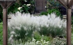 White Cloud Muhly Grass - 6 Pack Of 1 Gallon Pots 13 White Cloud Muhly Grass - 6 Pack Of 1 Gallon Pots -FRUIT TREES & PLANTS Sales muhlenbergia capillaris white cloud muhly grass 109