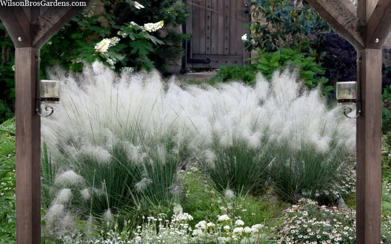 White Cloud Muhly Grass - 6 Pack Of 1 Gallon Pots 6 White Cloud Muhly Grass - 6 Pack Of 1 Gallon Pots - Image 4