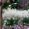 White Cloud Muhly Grass - 6 Pack Of 1 Gallon Pots -FRUIT TREES & PLANTS Sales muhlenbergia capillaris white cloud muhly grass 12