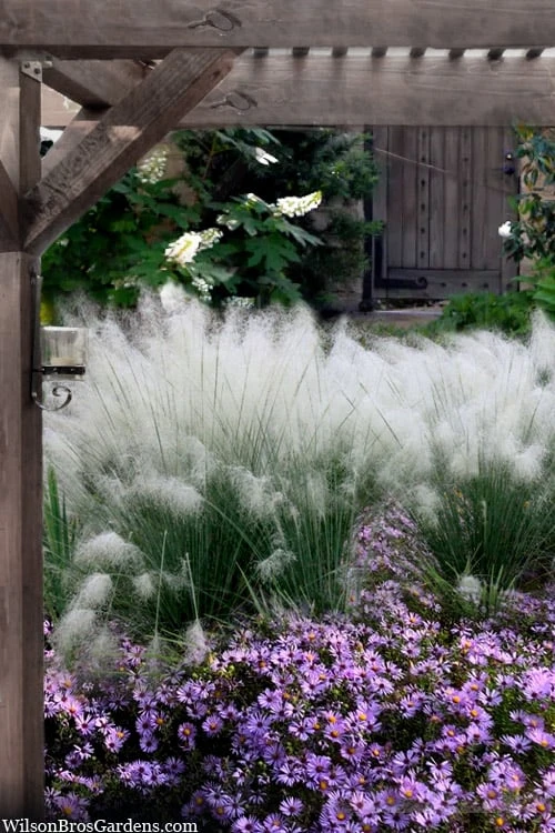 White Cloud Muhly Grass - 6 Pack Of 1 Gallon Pots 3 White Cloud Muhly Grass - 6 Pack Of 1 Gallon Pots