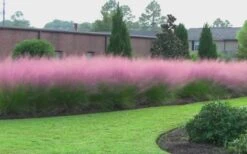 Pink Muhly Grass - Cotton Candy Grass - 6 Pack Of 1 Gallon Pots -FRUIT TREES & PLANTS Sales muhly grass pink 70 3