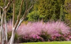 Pink Muhly Grass - Cotton Candy Grass - 6 Pack Of 1 Gallon Pots -FRUIT TREES & PLANTS Sales muhly grass pink 76 2
