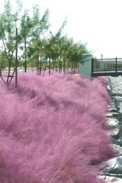 Pink Muhly Grass (Cotton Candy Grass) - 16 Pack Of 1 Gallon Pots -FRUIT TREES & PLANTS Sales muhly grass pink 77 2