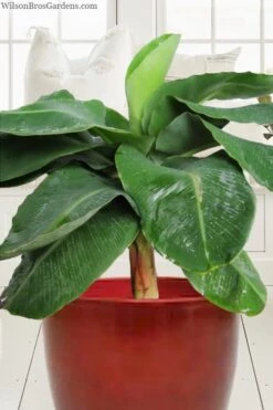 Little Prince Banana Plant - 1 Gallon Pot -FRUIT TREES & PLANTS Sales musa little prince dwarf banana plant 1