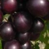 Jumbo Black Muscadine Grape Vine - 6 Pack Of 1 Gallon Pots 2 Jumbo Black Muscadine Grape Vine - 6 Pack Of 1 Gallon Pots -FRUIT TREES & PLANTS Sales muscadine jumbo 100