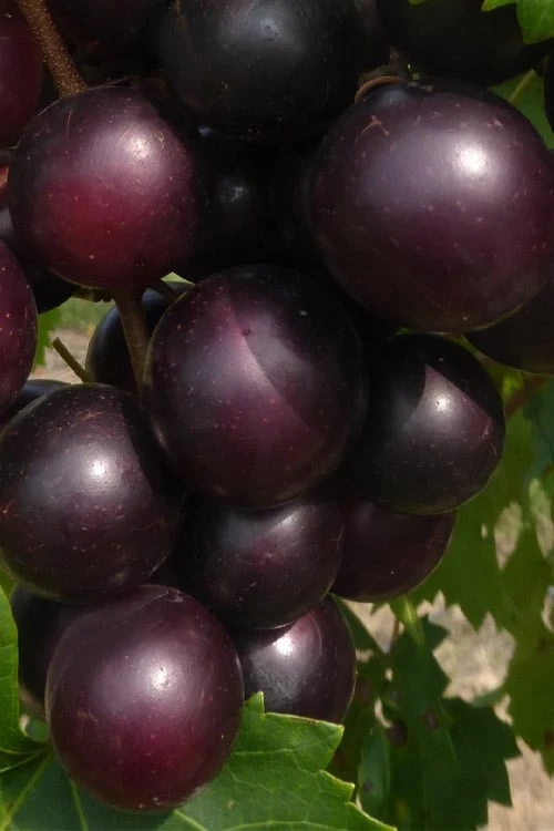 Jumbo Black Muscadine Grape Vine - 6 Pack Of 1 Gallon Pots 2 Jumbo Black Muscadine Grape Vine - 6 Pack Of 1 Gallon Pots