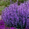 Cats Pajamas Catmint - 1 Gallon Pot -FRUIT TREES & PLANTS Sales nepeta cats pajamas catmint 22
