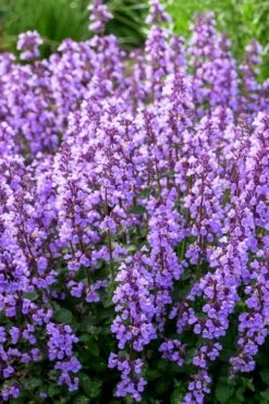 Cats Pajamas Catmint - 1 Gallon Pot -FRUIT TREES & PLANTS Sales nepeta cats pajamas catmint 3