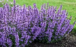 Cats Pajamas Catmint - 1 Gallon Pot -FRUIT TREES & PLANTS Sales nepeta cats pajamas catmint 4