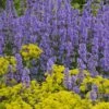 Summer Magic Catmint (Nepeta Grandiflora) - 1 Gallon Pot -FRUIT TREES & PLANTS Sales nepeta grandiflora summer magic catmint 2 1