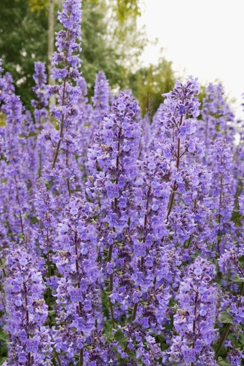 Summer Magic Catmint (Nepeta Grandiflora) - 1 Gallon Pot 7 Summer Magic Catmint (Nepeta Grandiflora) - 1 Gallon Pot - Image 5