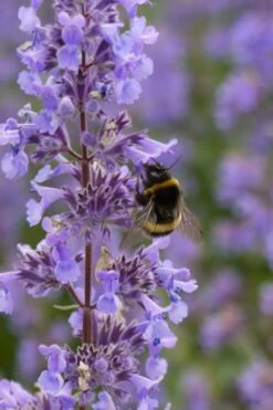 Summer Magic Catmint (Nepeta Grandiflora) - 6 Pack Of 1 Gallon Pots -FRUIT TREES & PLANTS Sales nepeta grandiflora summer magic catmint 4