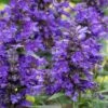 Neptune Catmint (Nepeta) - 1 Gallon Pot -FRUIT TREES & PLANTS Sales nepeta neptune catmint 6