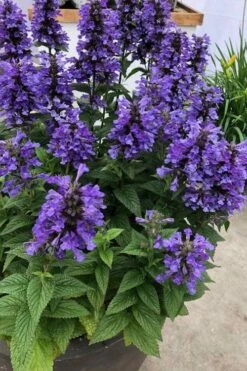 Neptune Catmint (Nepeta) - 1 Gallon Pot -FRUIT TREES & PLANTS Sales nepeta neptune catmint 7