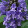 Blue Prelude Catmint (Nepeta) - 1 Gallon Pot -FRUIT TREES & PLANTS Sales nepeta prelude blue catmint 2