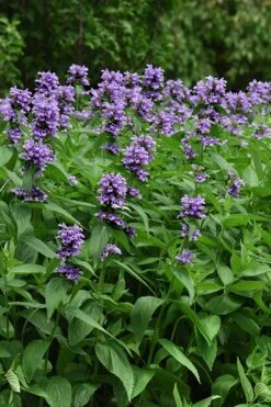 Blue Prelude Catmint (Nepeta) - 1 Gallon Pot -FRUIT TREES & PLANTS Sales nepeta prelude blue catmint 3