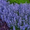 Purrsian Blue Catmint (Nepeta Faassenii) - 1 Gallon Pot -FRUIT TREES & PLANTS Sales nepeta purrsian blue catmint 2