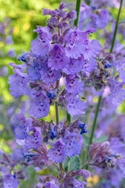 Six Hills Giant Catmint (Nepeta) - 5 Pack Of Quart Pots -FRUIT TREES & PLANTS Sales nepeta six hills giant catmint 10