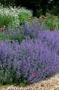 Six Hills Giant Catmint (Nepeta) - 5 Pack Of Quart Pots -FRUIT TREES & PLANTS Sales nepeta six hills giant catmint 2