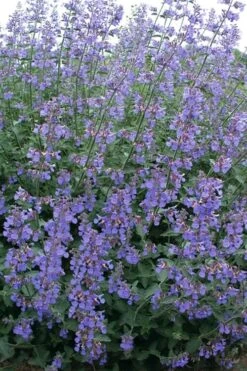 Six Hills Giant Catmint (Nepeta) - 5 Pack Of Quart Pots -FRUIT TREES & PLANTS Sales nepeta six hills giant catmint 7