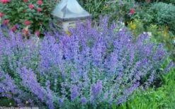 Six Hills Giant Catmint (Nepeta) - 5 Pack Of Quart Pots -FRUIT TREES & PLANTS Sales nepeta six hills giant catmint 8