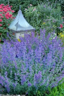 Six Hills Giant Catmint (Nepeta) - 5 Pack Of Quart Pots -FRUIT TREES & PLANTS Sales nepeta six hills giant catmint 9