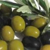 Arbequina Olive Tree - 5 Gallon Pot 1 Arbequina Olive Tree - 5 Gallon Pot -FRUIT TREES & PLANTS Sales olive arbequina 5 1