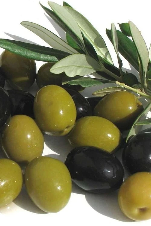 Arbequina Olive Tree - 5 Gallon Pot 3 Arbequina Olive Tree - 5 Gallon Pot