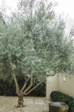 Arbequina Olive Tree - 5 Gallon Pot 11 Arbequina Olive Tree - 5 Gallon Pot -FRUIT TREES & PLANTS Sales olive tree arbequina 4 1