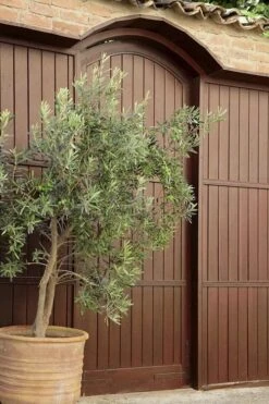 Arbequina Olive Tree - 5 Gallon Pot 12 Arbequina Olive Tree - 5 Gallon Pot -FRUIT TREES & PLANTS Sales olive tree arbequina 6 1