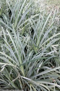 Silver Mist Mondo Grass - 6 Pack Of Pint Pots 11 Silver Mist Mondo Grass - 6 Pack Of Pint Pots -FRUIT TREES & PLANTS Sales ophiopogon japonicus silver20mist modo grass 2