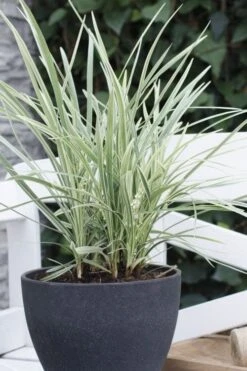 Silver Mist Mondo Grass - 6 Pack Of Pint Pots 13 Silver Mist Mondo Grass - 6 Pack Of Pint Pots -FRUIT TREES & PLANTS Sales ophiopogon japonicus silver20mist modo grass 3
