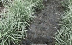 Silver Mist Mondo Grass - 6 Pack Of Pint Pots 12 Silver Mist Mondo Grass - 6 Pack Of Pint Pots -FRUIT TREES & PLANTS Sales ophiopogon japonicus silver20mist modo grass 4