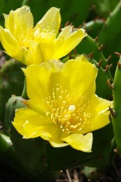 Eastern Prickly Pear Cactus (Opuntia Humifusa) - 3 Gallon Pot 22 Eastern Prickly Pear Cactus (Opuntia Humifusa) - 3 Gallon Pot -FRUIT TREES & PLANTS Sales opuntia humifusa eastern prickly pear cactus 1