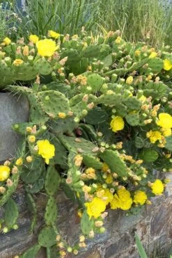 Eastern Prickly Pear Cactus (Opuntia Humifusa) - 3 Gallon Pot 16 Eastern Prickly Pear Cactus (Opuntia Humifusa) - 3 Gallon Pot -FRUIT TREES & PLANTS Sales opuntia humifusa eastern prickly pear cactus 10