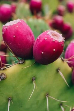 Eastern Prickly Pear Cactus (Opuntia Humifusa) - 3 Gallon Pot 19 Eastern Prickly Pear Cactus (Opuntia Humifusa) - 3 Gallon Pot -FRUIT TREES & PLANTS Sales opuntia humifusa eastern prickly pear cactus 12