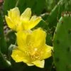 Eastern Prickly Pear Cactus (Opuntia Humifusa) - 3 Gallon Pot -FRUIT TREES & PLANTS Sales opuntia humifusa eastern prickly pear cactus 2