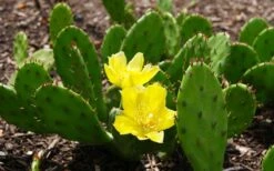 Eastern Prickly Pear Cactus (Opuntia Humifusa) - 3 Gallon Pot 23 Eastern Prickly Pear Cactus (Opuntia Humifusa) - 3 Gallon Pot -FRUIT TREES & PLANTS Sales opuntia humifusa eastern prickly pear cactus 3