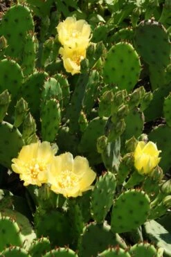 Eastern Prickly Pear Cactus (Opuntia Humifusa) - 3 Gallon Pot 20 Eastern Prickly Pear Cactus (Opuntia Humifusa) - 3 Gallon Pot -FRUIT TREES & PLANTS Sales opuntia humifusa eastern prickly pear cactus 4