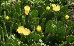 Eastern Prickly Pear Cactus (Opuntia Humifusa) - 3 Gallon Pot 21 Eastern Prickly Pear Cactus (Opuntia Humifusa) - 3 Gallon Pot -FRUIT TREES & PLANTS Sales opuntia humifusa eastern prickly pear cactus 5