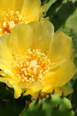 Eastern Prickly Pear Cactus (Opuntia Humifusa) - 3 Gallon Pot 17 Eastern Prickly Pear Cactus (Opuntia Humifusa) - 3 Gallon Pot -FRUIT TREES & PLANTS Sales opuntia humifusa eastern prickly pear cactus 6