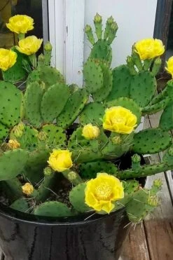 Eastern Prickly Pear Cactus (Opuntia Humifusa) - 3 Gallon Pot 18 Eastern Prickly Pear Cactus (Opuntia Humifusa) - 3 Gallon Pot -FRUIT TREES & PLANTS Sales opuntia humifusa eastern prickly pear cactus 9